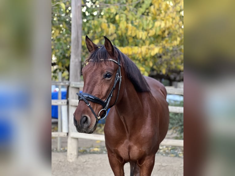 Lusitano Mix Gelding 8 years 15,2 hh Brown in Reus