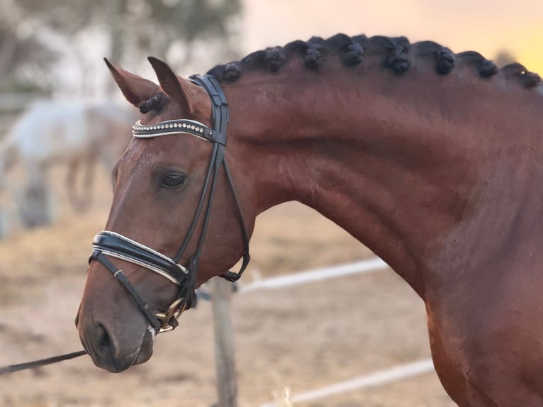 Lusitano Mix Gelding 8 years 15.2 hh Brown in Caldas da Rainha