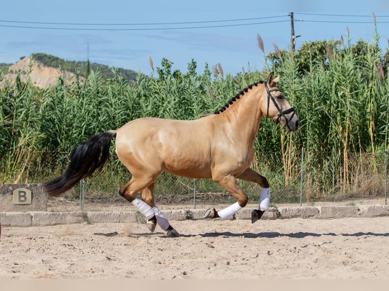 Lusitano Gelding 8 years 15,2 hh Buckskin in Calvia