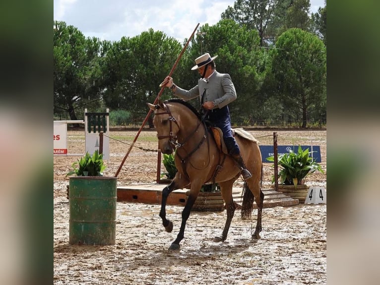 Lusitano Gelding 8 years 15,2 hh Buckskin in Rio-Maior