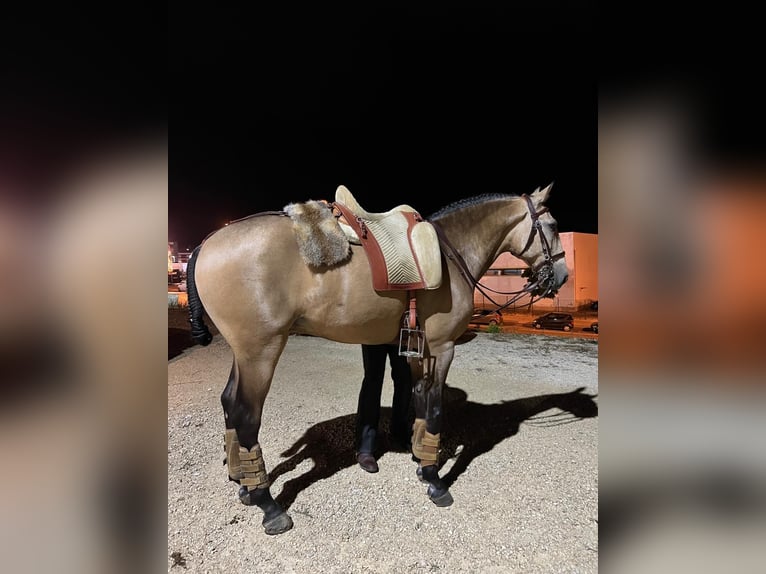 Lusitano Gelding 8 years 15,2 hh Buckskin in Rio-Maior