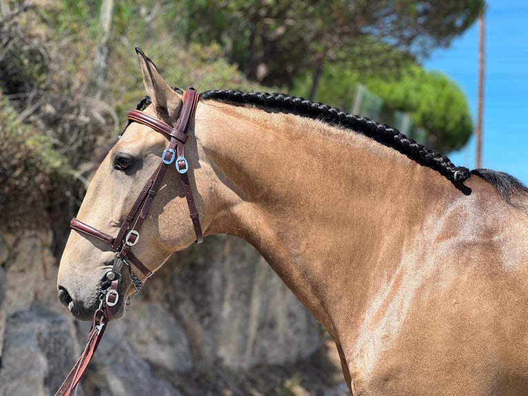 Lusitano Gelding 8 years 15,2 hh Buckskin in Rio-Maior