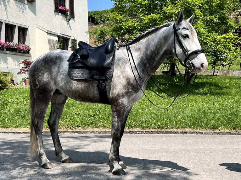 Lusitano Gelding 8 years 15,2 hh Gray in Nenzlingen