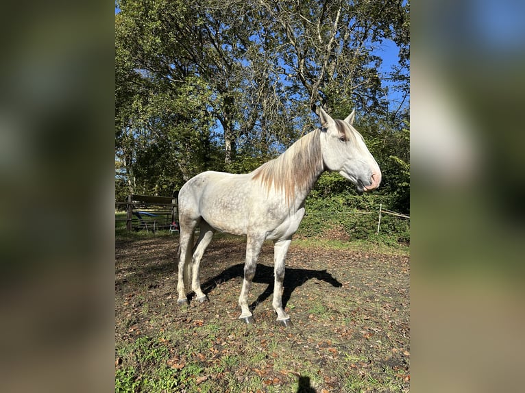 Lusitano Gelding 8 years 15,2 hh Gray in Nenzlingen