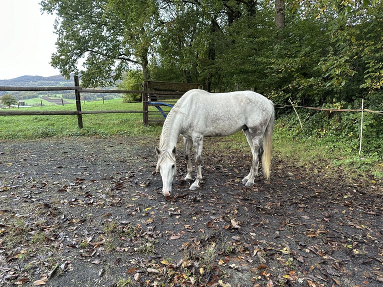 Lusitano Gelding 8 years 15,2 hh Gray in Nenzlingen