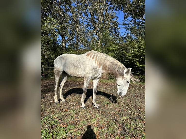 Lusitano Gelding 8 years 15,2 hh Gray in Nenzlingen