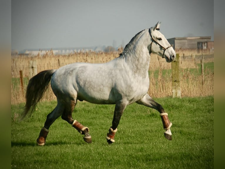 Lusitano Mix Gelding 8 years 15.2 hh Grey in Bredene