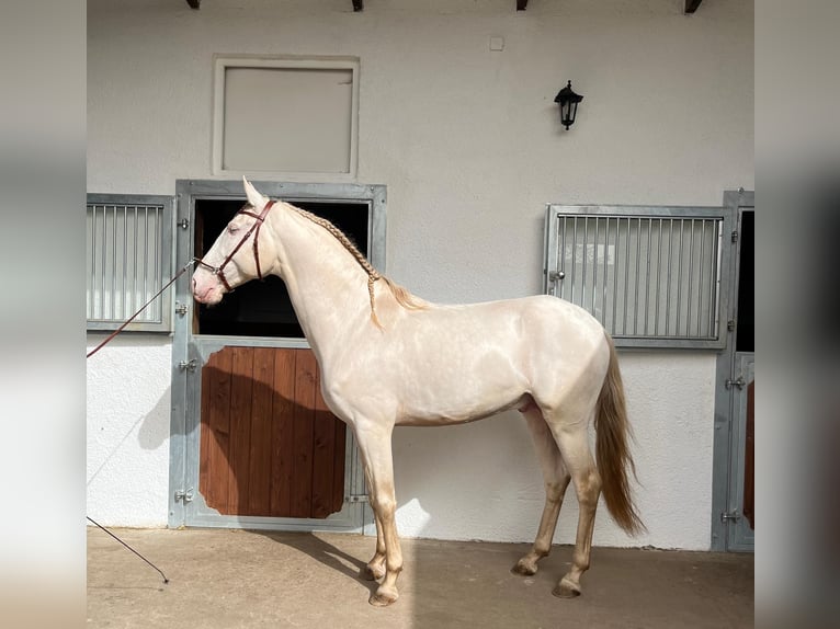 Lusitano Gelding 8 years 15.2 hh Perlino in Groß-Umstadt