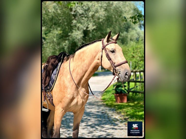 Lusitano Gelding 8 years 15,3 hh Dun in Soyen