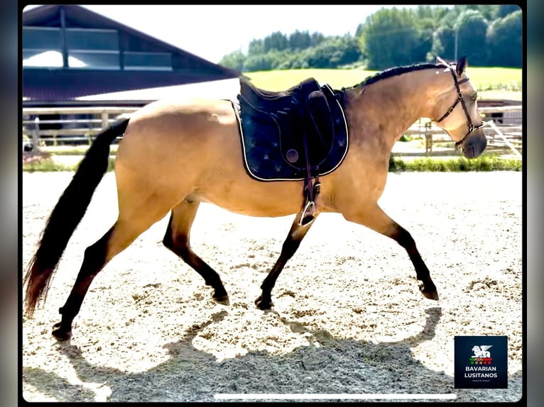 Lusitano Gelding 8 years 15,3 hh Dun in Soyen