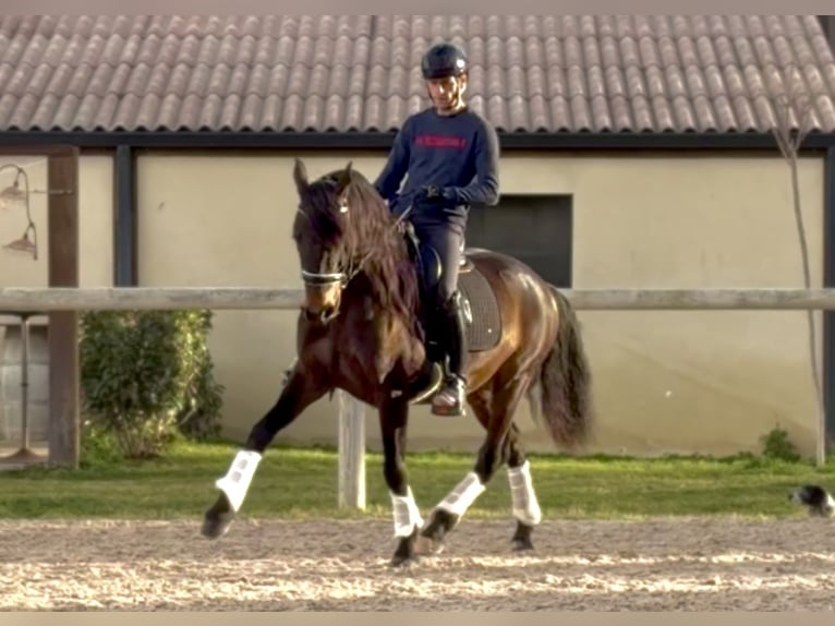 Lusitano Gelding 8 years 15 hh Bay-Dark in Vendres