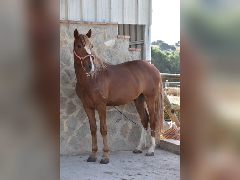 Lusitano Gelding 8 years 15,1 hh Chestnut-Red in Vejer de la Frontera