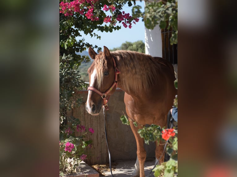 Lusitano Gelding 8 years 15,1 hh Chestnut-Red in Vejer de la Frontera