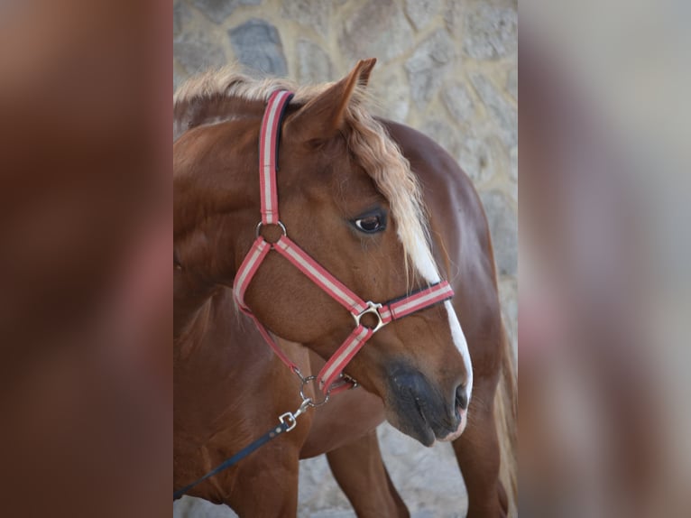 Lusitano Gelding 8 years 15,1 hh Chestnut-Red in Vejer de la Frontera