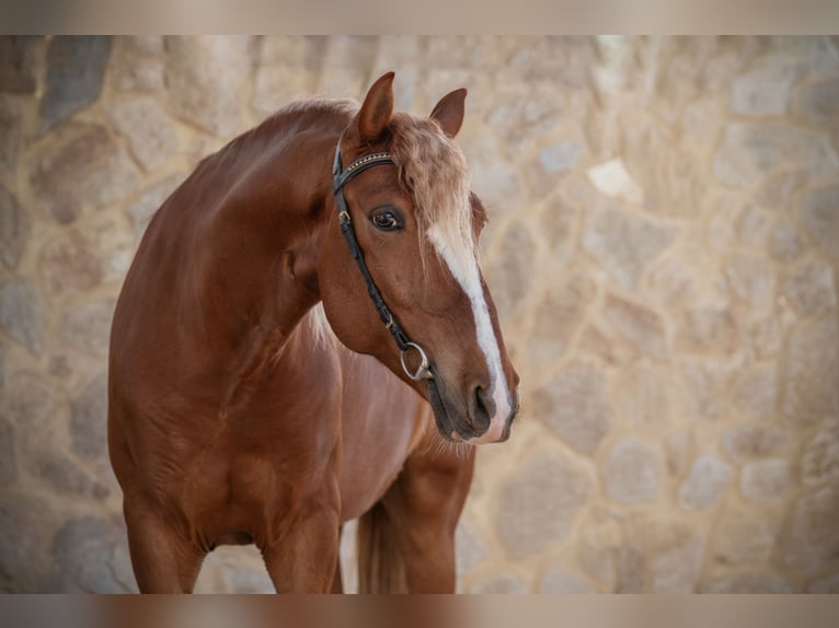 Lusitano Gelding 8 years 15,1 hh Chestnut-Red in Vejer de la Frontera