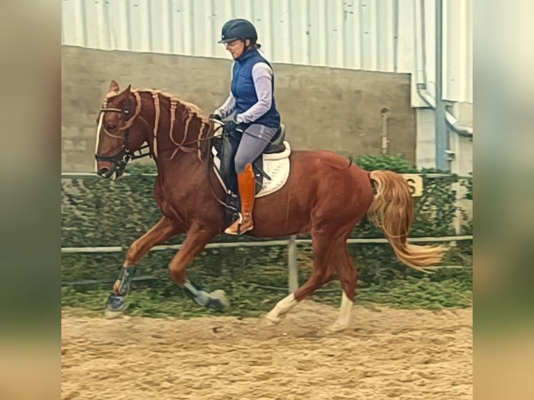 Lusitano Gelding 8 years 15,1 hh Chestnut-Red in Vejer de la Frontera