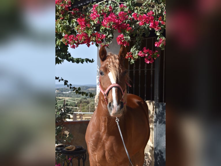 Lusitano Gelding 8 years 15,1 hh Chestnut-Red in Vejer de la Frontera