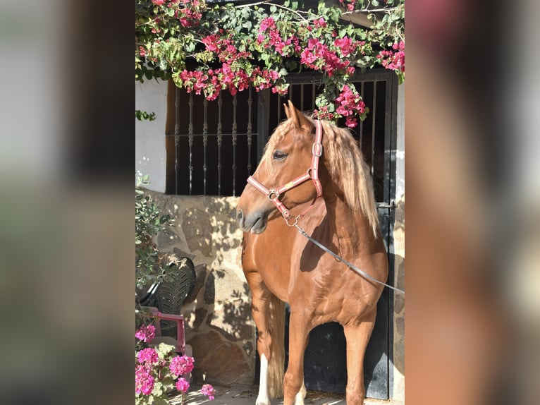 Lusitano Gelding 8 years 15,1 hh Chestnut-Red in Vejer de la Frontera