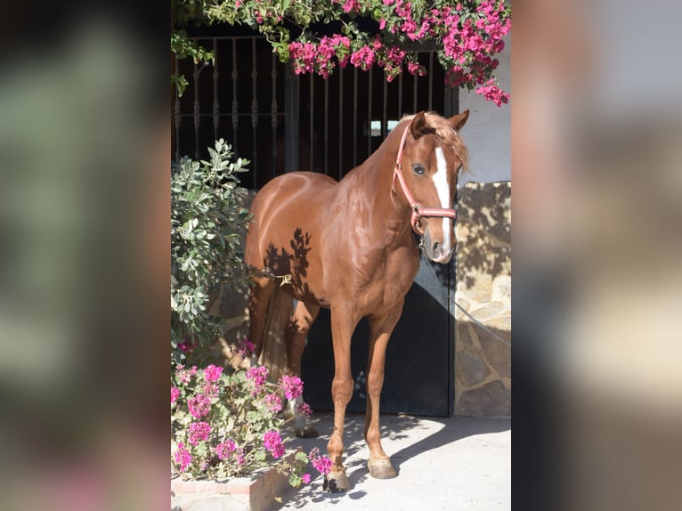 Lusitano Gelding 8 years 15,1 hh Chestnut-Red in Vejer de la Frontera