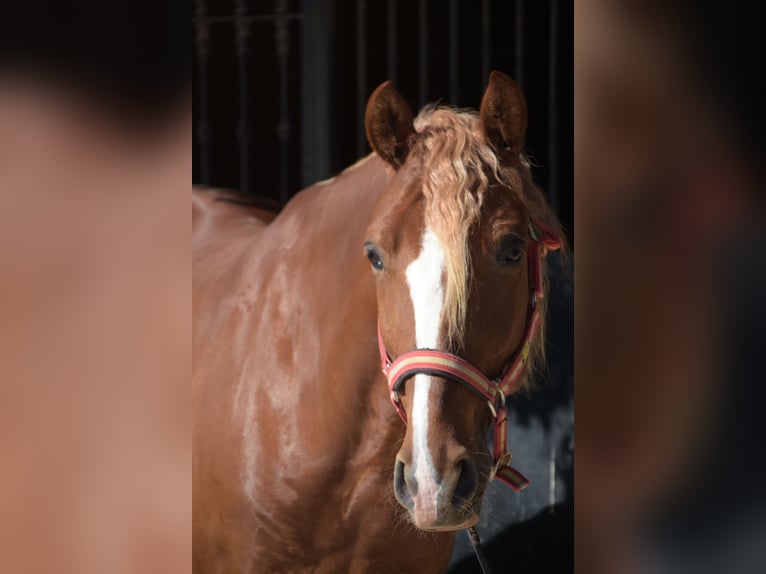 Lusitano Gelding 8 years 15,1 hh Chestnut-Red in Vejer de la Frontera