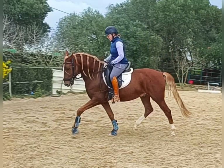 Lusitano Gelding 8 years 15,1 hh Chestnut-Red in Vejer de la Frontera