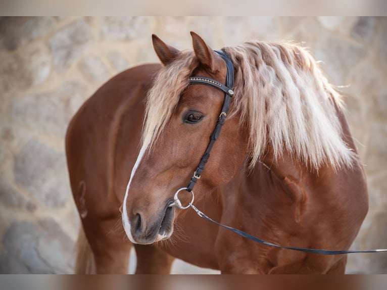 Lusitano Gelding 8 years 15,1 hh Chestnut-Red in Vejer de la Frontera