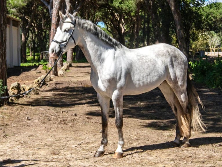 Lusitano Gelding 8 years 15,2 hh Gray in Navas Del Madro&#xF1;o
