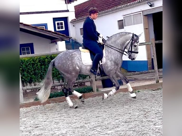 Lusitano Gelding 8 years 15,2 hh Grey in Mouriscas