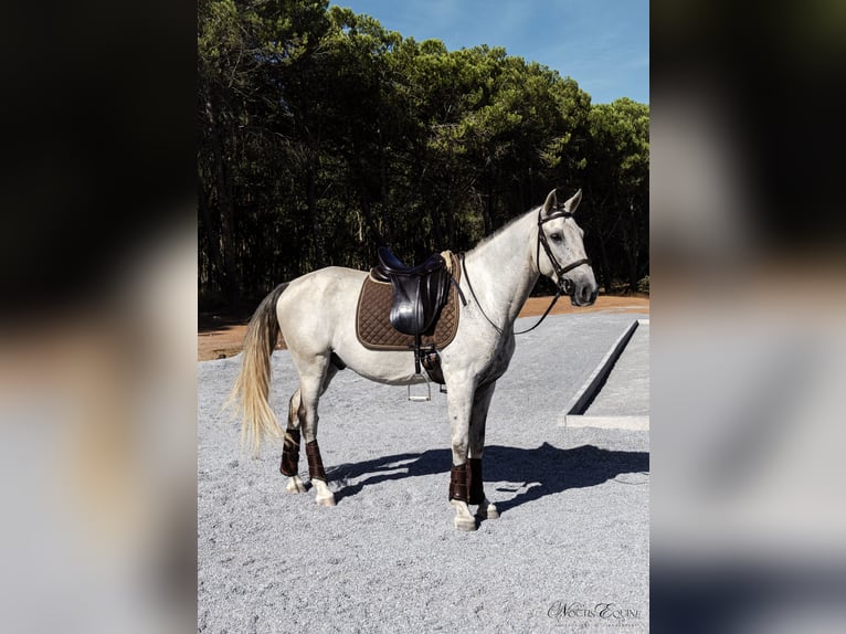 Lusitano Gelding 8 years 15,2 hh Grey-Red-Tan in Sao Teotonio