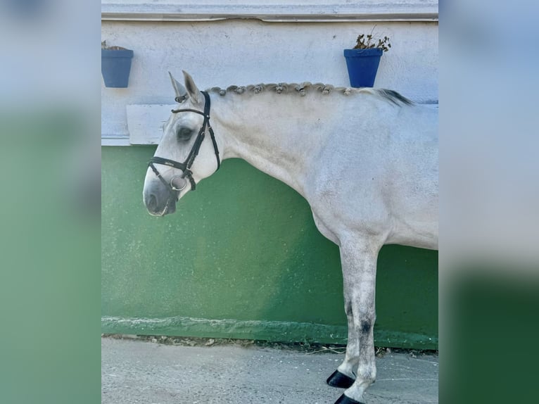 Lusitano Gelding 8 years 15,2 hh White in Cordoba