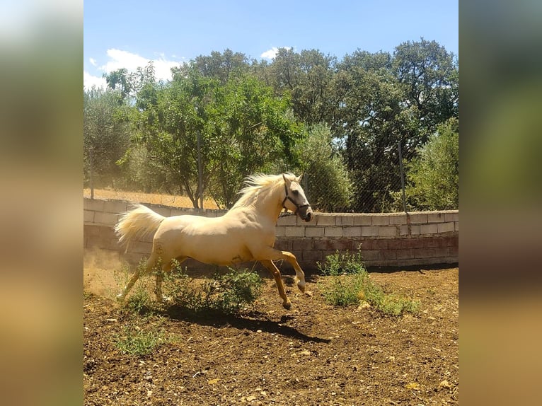 Lusitano Gelding 8 years 15,3 hh in Alcala La Real
