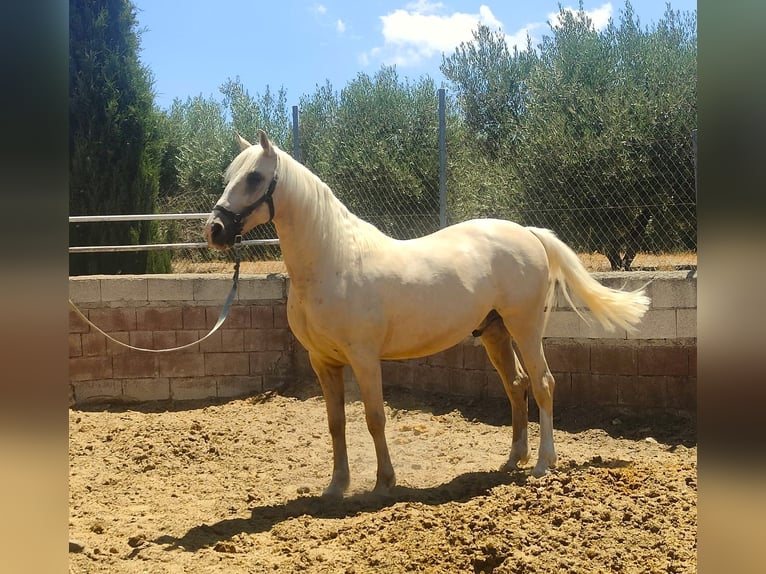 Lusitano Gelding 8 years 15,3 hh in Alcala La Real