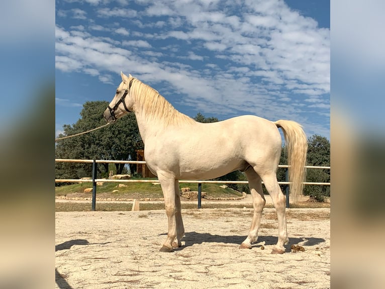 Lusitano Gelding 8 years 15,3 hh in Alcala La Real