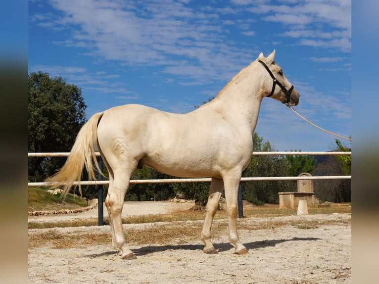 Lusitano Gelding 8 years 15,3 hh in Alcala La Real