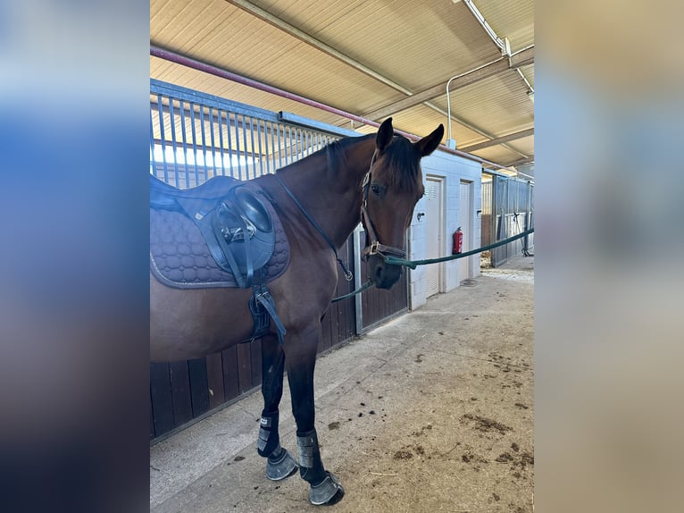 Lusitano Mix Gelding 8 years 16.1 hh Brown in Barcelona