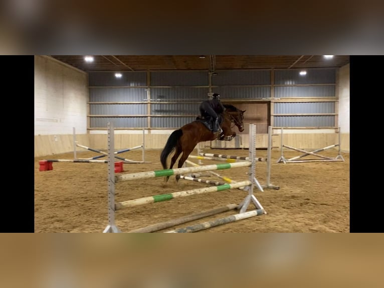 Lusitano Gelding 8 years 16,1 hh Brown in Lenggries