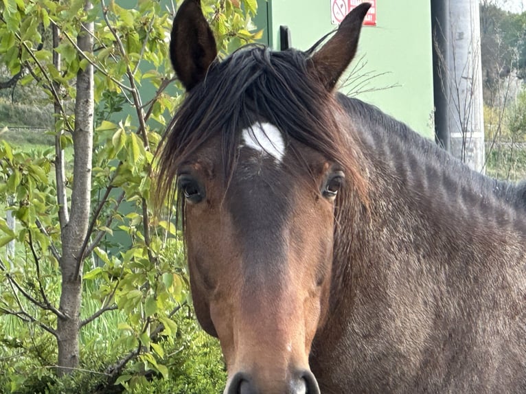 Lusitano Gelding 8 years 16 hh Bay in Ricany