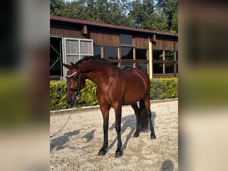 Lusitano Gelding 8 years 16 hh Brown in Ludwigsfelde