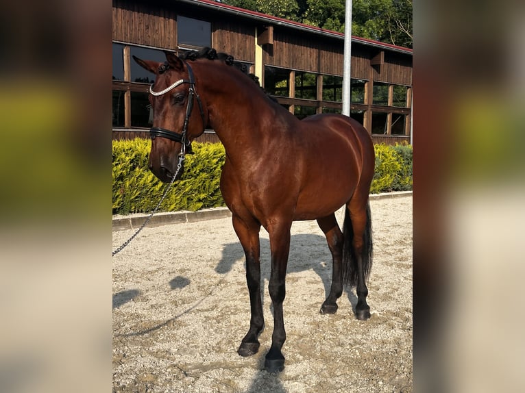 Lusitano Gelding 8 years 16 hh Brown in Ludwigsfelde