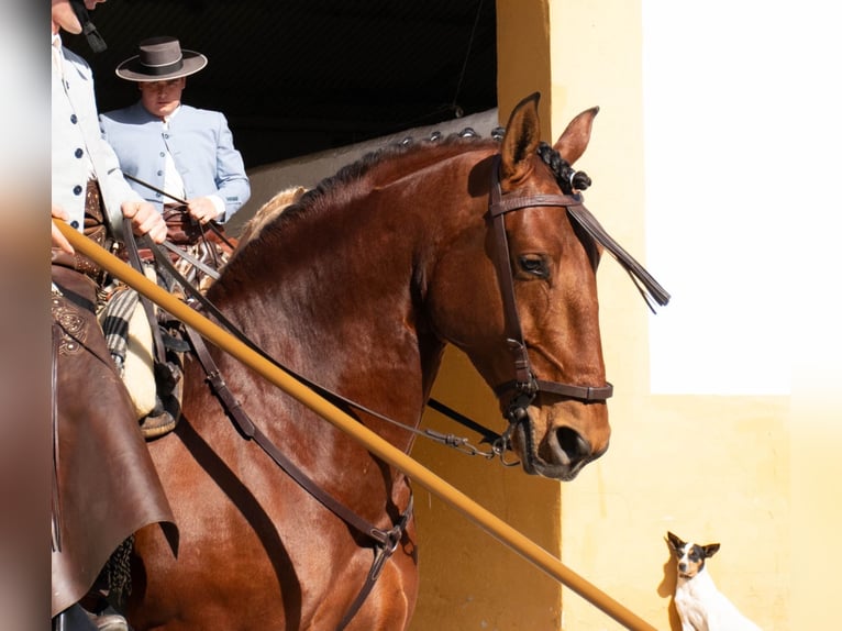 Lusitano Gelding 8 years 16 hh Brown in Tizneros