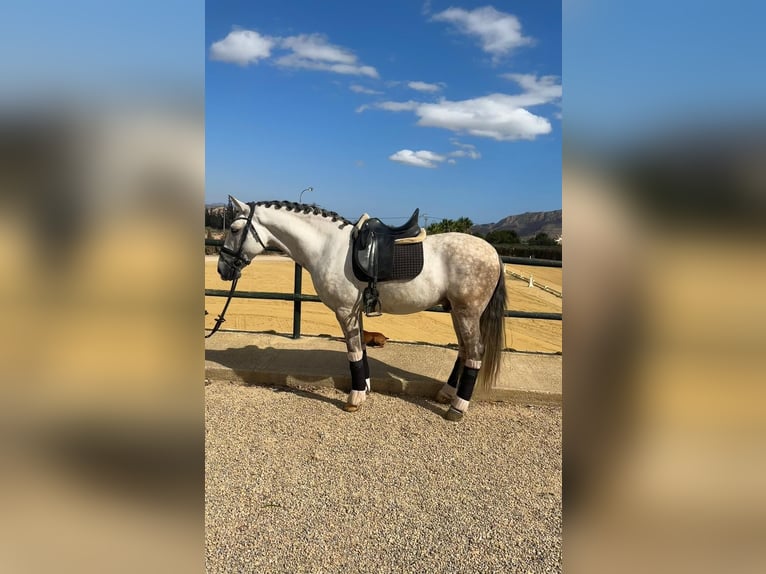 Lusitano Gelding 8 years 16 hh Gray-Dapple in Martfeld