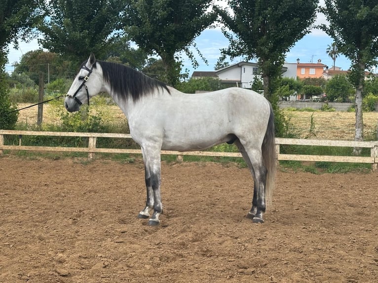 Lusitano Gelding 8 years 16 hh Gray in Latina