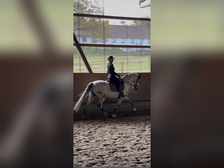 Lusitano Gelding 8 years 16 hh Grey in Buchrain