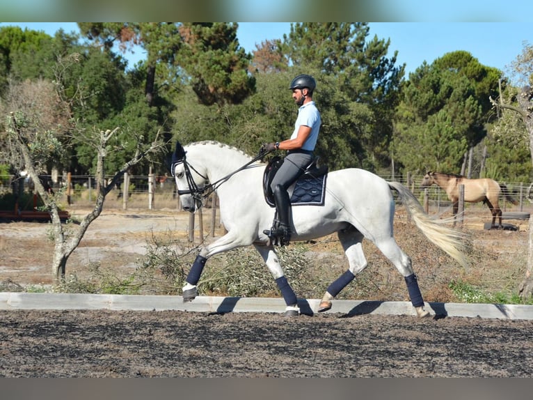 Lusitano Gelding 8 years 16 hh Grey in Agua Derramada
