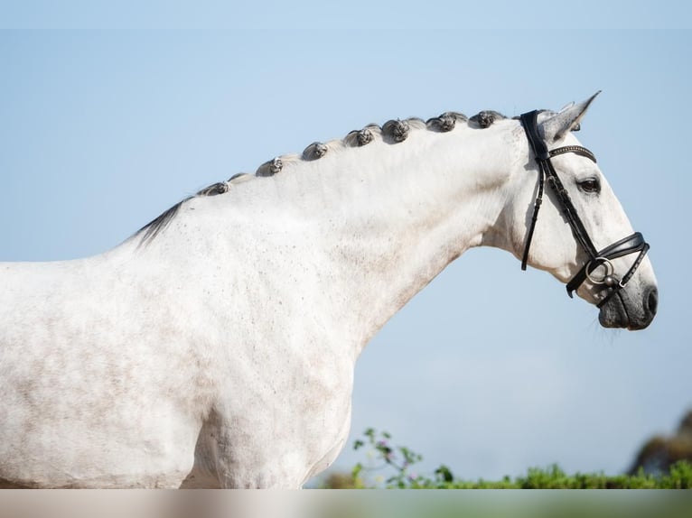 Lusitano Gelding 8 years 16 hh Grey-Red-Tan in Montecorto