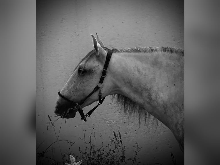 Lusitano Mix Gelding 9 years 14.1 hh Grey-Blue-Tan in Alfeizerao
