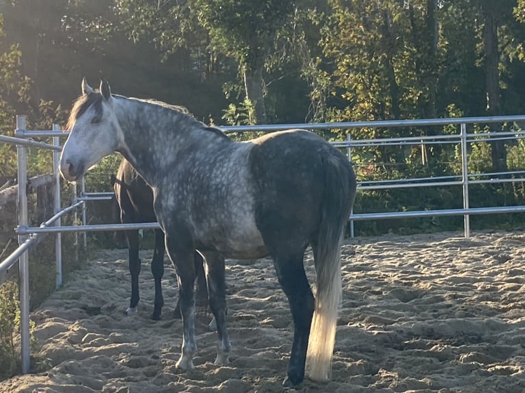 Lusitano Mix Gelding 9 years 14.1 hh Grey-Blue-Tan in Alfeizerao