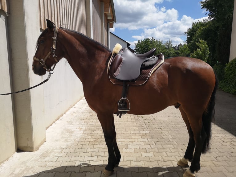 Lusitano Gelding 9 years 14.2 hh Brown in Kastl