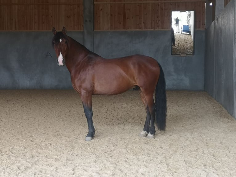 Lusitano Gelding 9 years 14.2 hh Brown in Kastl