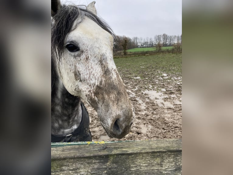 Lusitano Mix Gelding 9 years 14,1 hh Grey-Blue-Tan in Alfeizerao